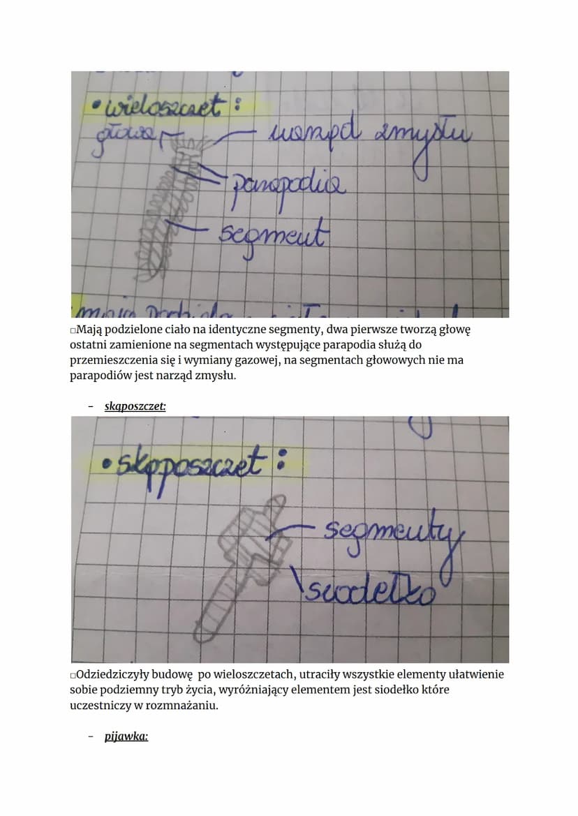 
<h2 id="podziasyntetycznypiercienic">Podział syntetyczny pierścienic</h2>
<p>Przedstawiciele pierścienic można podzielić syntetycznie na tr