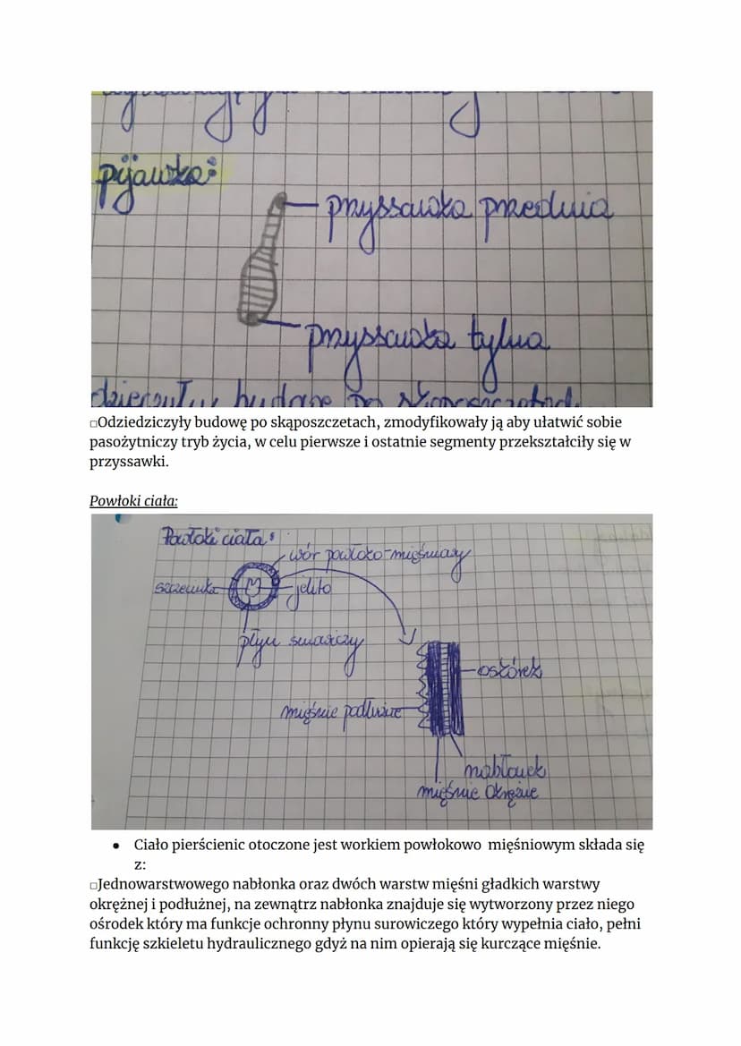 
<h2 id="podziasyntetycznypiercienic">Podział syntetyczny pierścienic</h2>
<p>Przedstawiciele pierścienic można podzielić syntetycznie na tr