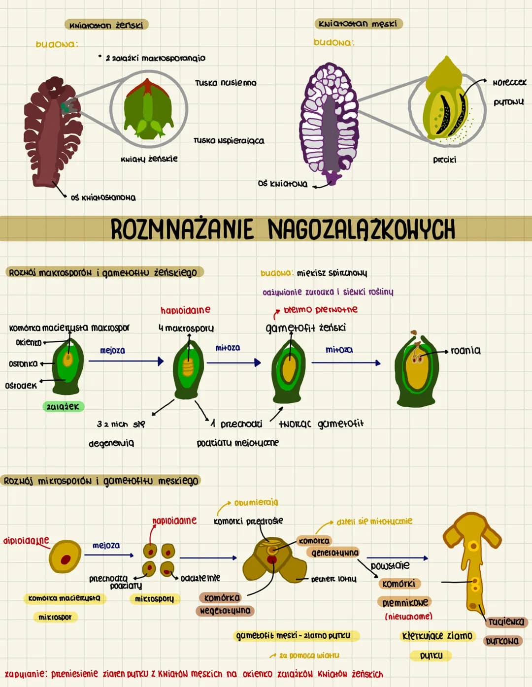 3.10
O NASIENNE I NAGOZALAZKOWE
CECHY ROSLIN NASIENNYCH
heteromorficena premiana pokoleń
dominule sporofit
budowa: konen, Toduga i liście, k