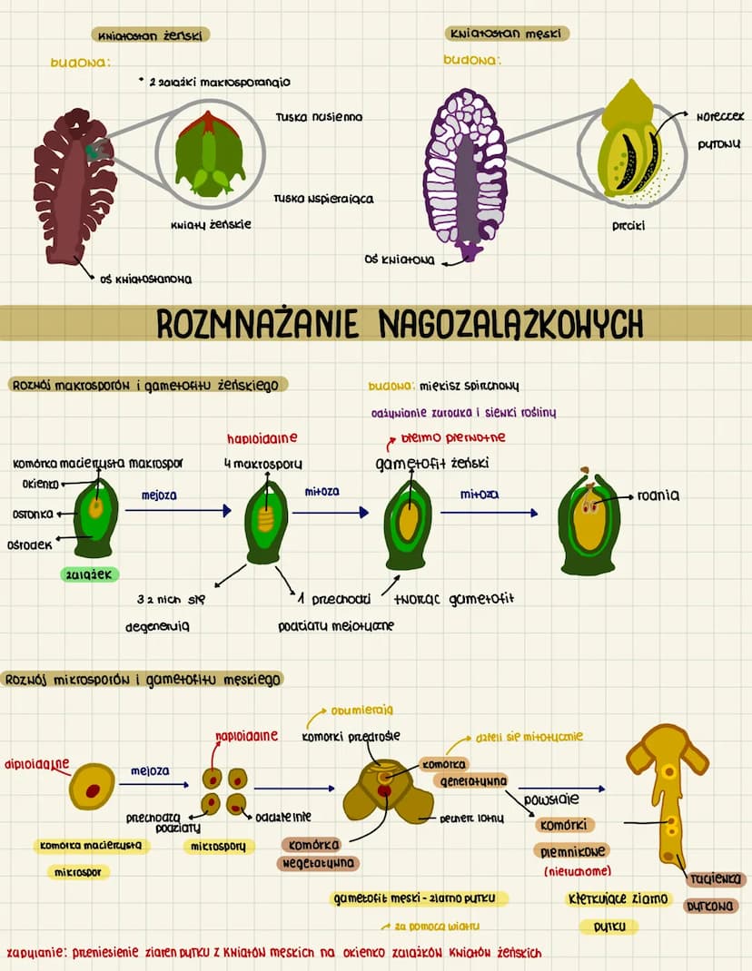 3.10
O NASIENNE I NAGOZALAZKOWE
CECHY ROSLIN NASIENNYCH
heteromorficena premiana pokoleń
dominule sporofit
budowa: konen, Toduga i liście, k
