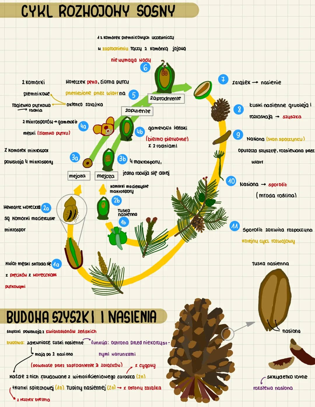 3.10
O NASIENNE I NAGOZALAZKOWE
CECHY ROSLIN NASIENNYCH
heteromorficena premiana pokoleń
dominule sporofit
budowa: konen, Toduga i liście, k