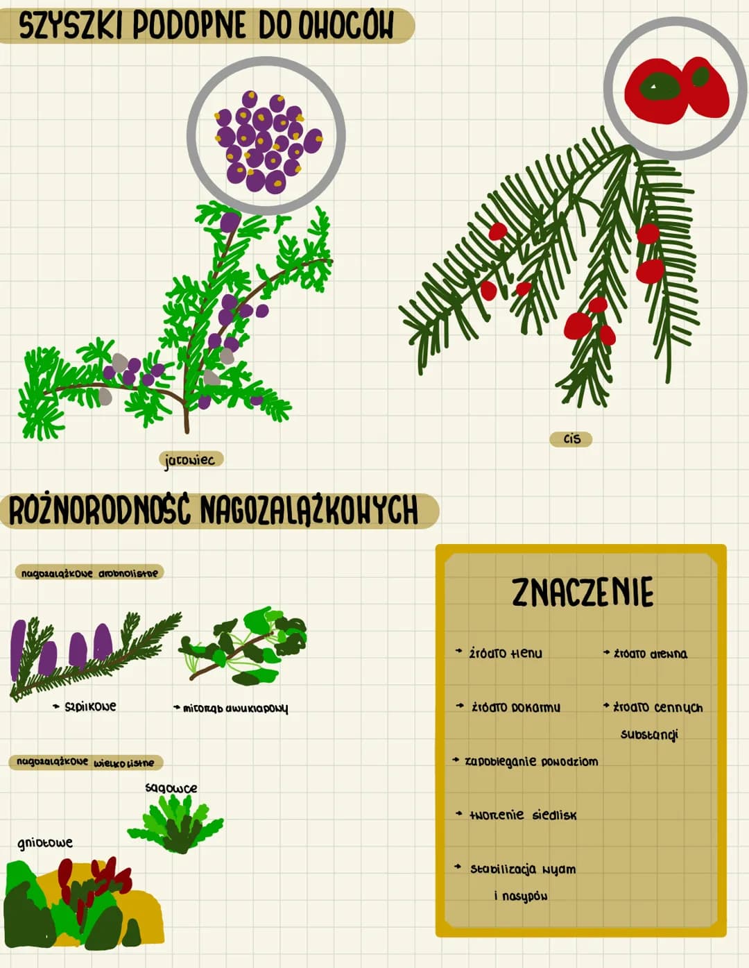 3.10
O NASIENNE I NAGOZALAZKOWE
CECHY ROSLIN NASIENNYCH
heteromorficena premiana pokoleń
dominule sporofit
budowa: konen, Toduga i liście, k