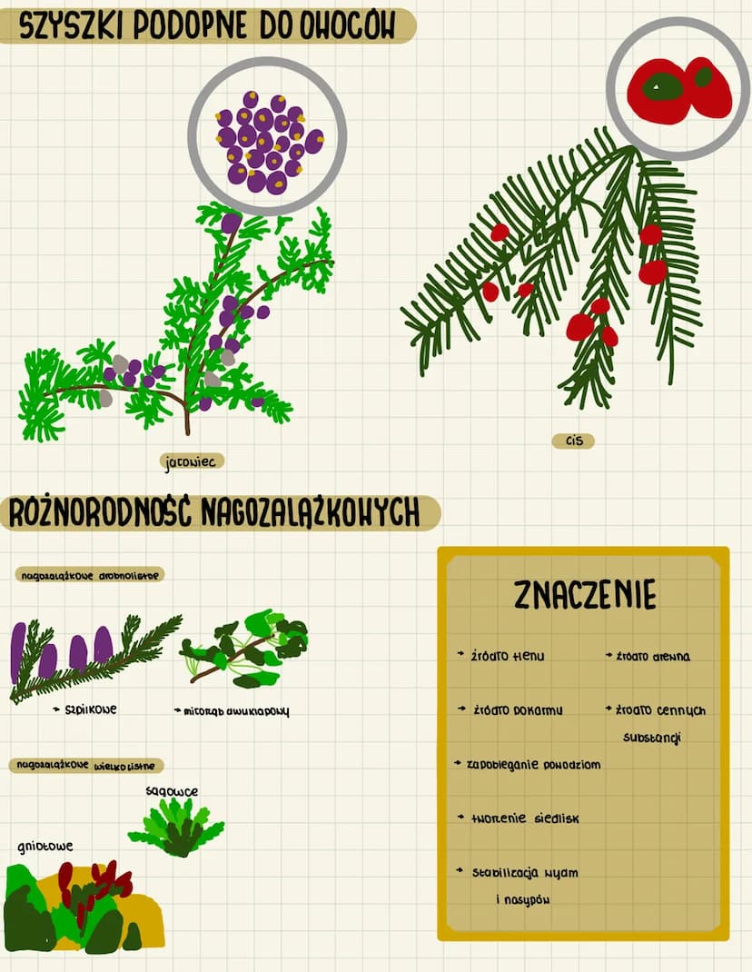 3.10
O NASIENNE I NAGOZALAZKOWE
CECHY ROSLIN NASIENNYCH
heteromorficena premiana pokoleń
dominule sporofit
budowa: konen, Toduga i liście, k