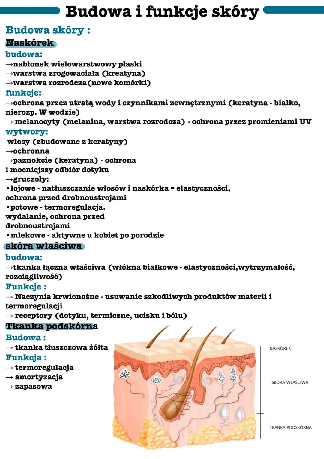 Budowa i funkcje skóry
Budowa skóry:
Naskórek
budowa:
→nabłonek wielowarstwowy płaski
→warstwa zrogowaciała (kreatyna)
→warstwa rozrodcza (n