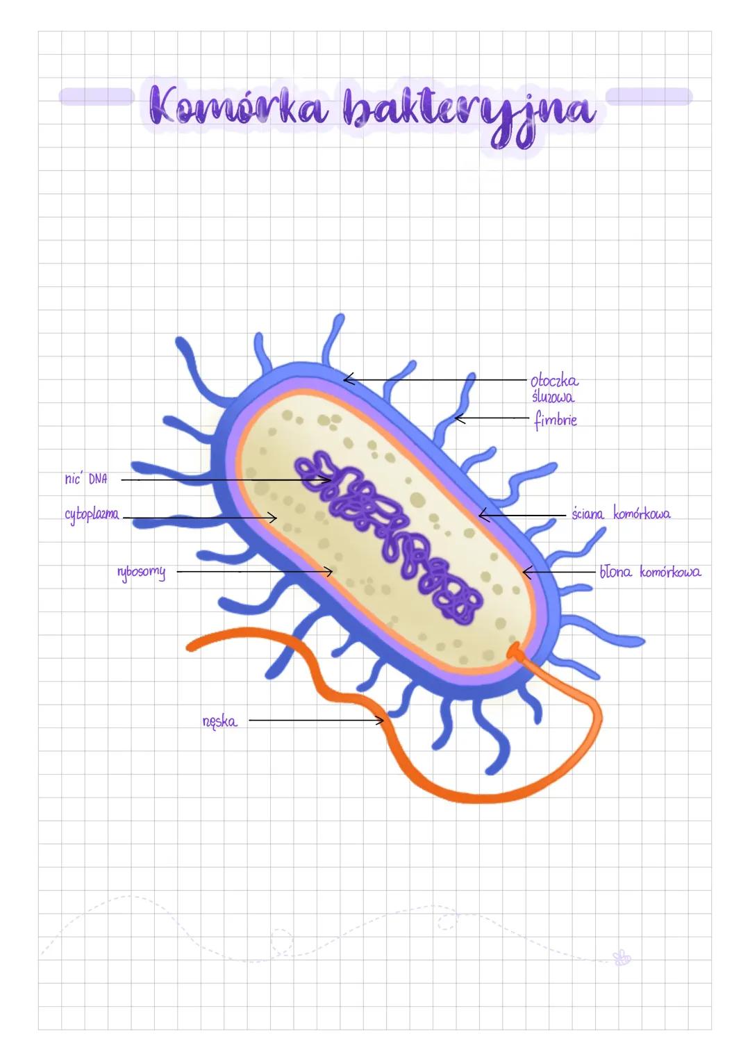 Komórka bakteryjna🦠