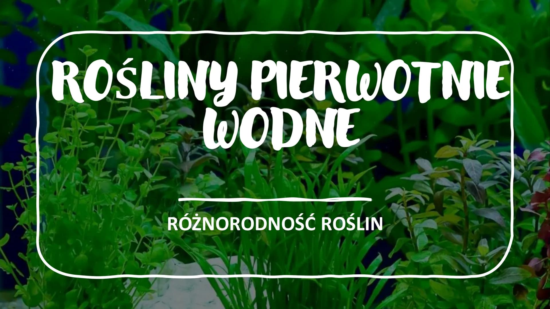 ROŚLINY PIERWOTNIE
WODNE
RÓŻNORODNOŚĆ ROŚLIN WSTĘP- GŁÓWNE INFORMACJE
Występują w środowisku wodnym – zbiornikach wody słodkiej i słonej, lu