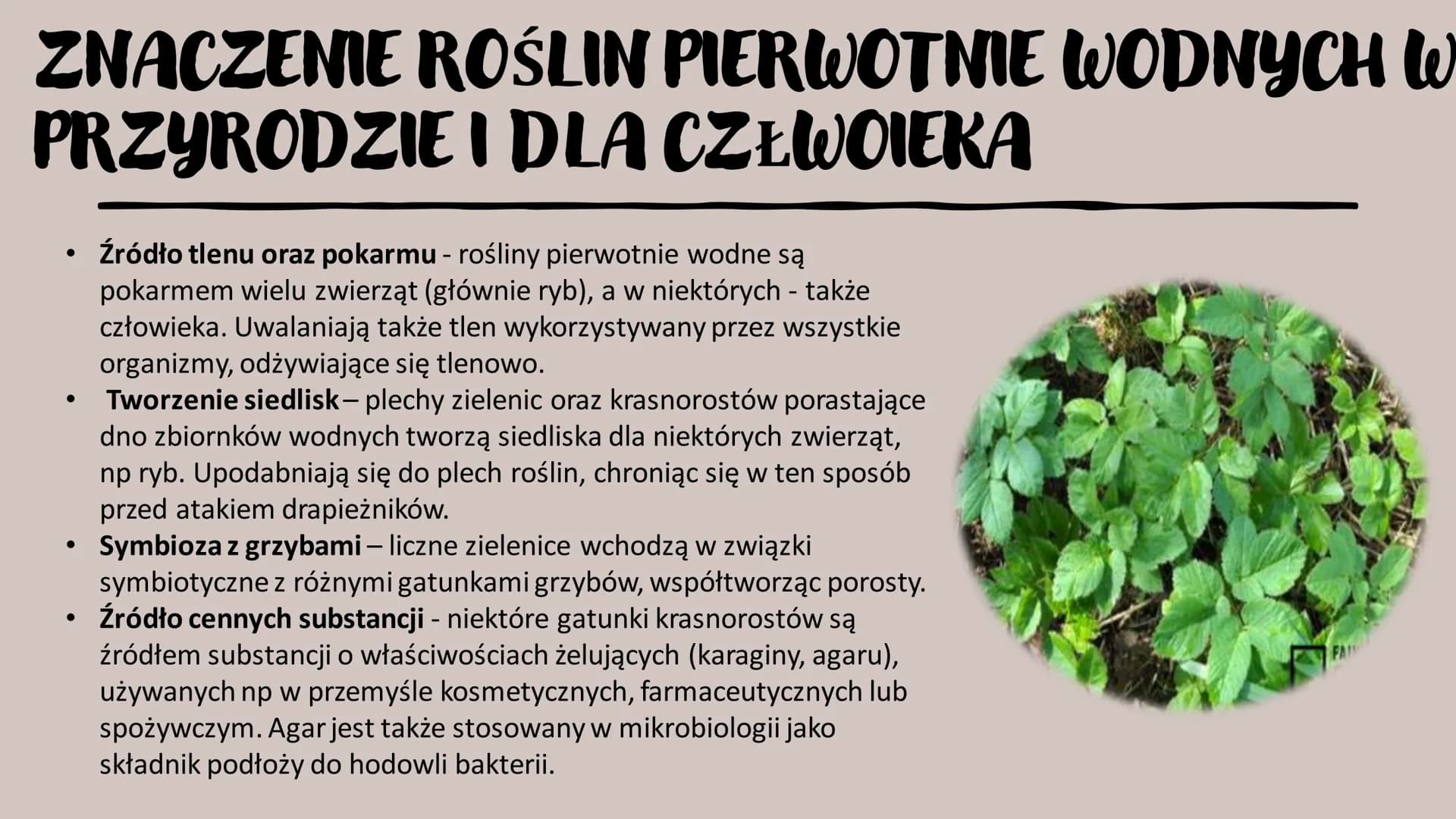 ROŚLINY PIERWOTNIE
WODNE
RÓŻNORODNOŚĆ ROŚLIN WSTĘP- GŁÓWNE INFORMACJE
Występują w środowisku wodnym – zbiornikach wody słodkiej i słonej, lu