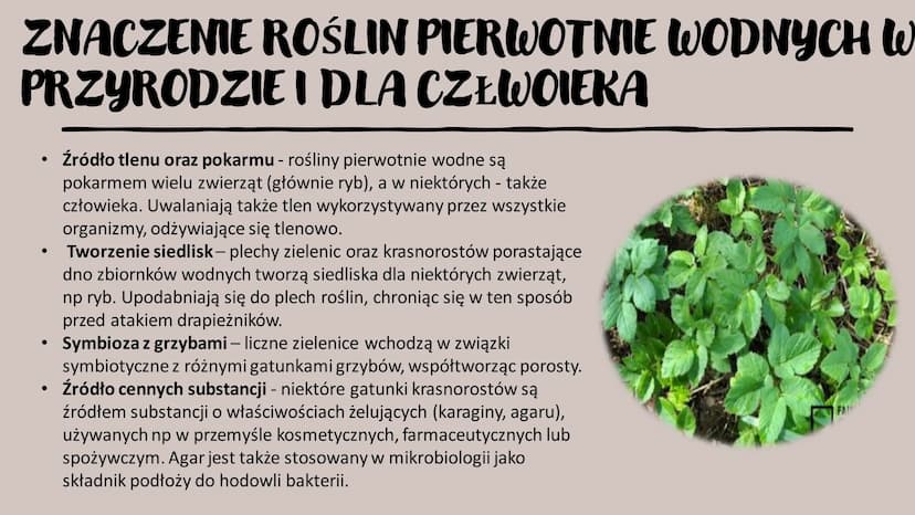 ROŚLINY PIERWOTNIE
WODNE
RÓŻNORODNOŚĆ ROŚLIN WSTĘP- GŁÓWNE INFORMACJE
Występują w środowisku wodnym – zbiornikach wody słodkiej i słonej, lu