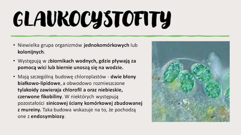 ROŚLINY PIERWOTNIE
WODNE
RÓŻNORODNOŚĆ ROŚLIN WSTĘP- GŁÓWNE INFORMACJE
Występują w środowisku wodnym – zbiornikach wody słodkiej i słonej, lu
