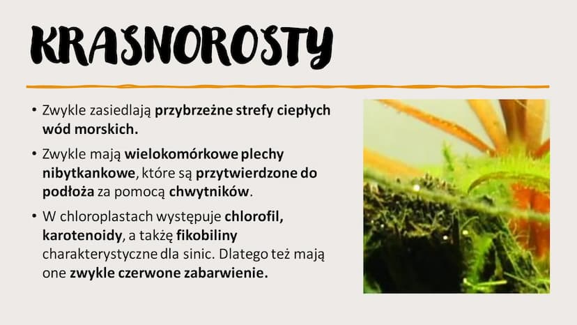 ROŚLINY PIERWOTNIE
WODNE
RÓŻNORODNOŚĆ ROŚLIN WSTĘP- GŁÓWNE INFORMACJE
Występują w środowisku wodnym – zbiornikach wody słodkiej i słonej, lu