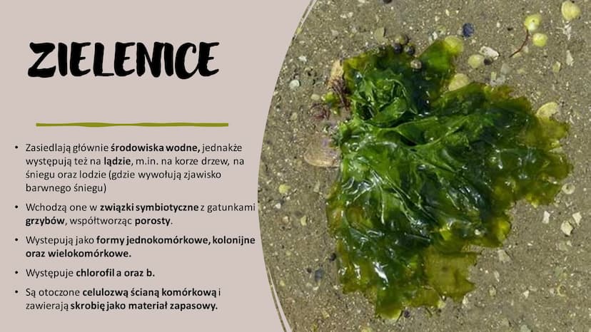 ROŚLINY PIERWOTNIE
WODNE
RÓŻNORODNOŚĆ ROŚLIN WSTĘP- GŁÓWNE INFORMACJE
Występują w środowisku wodnym – zbiornikach wody słodkiej i słonej, lu