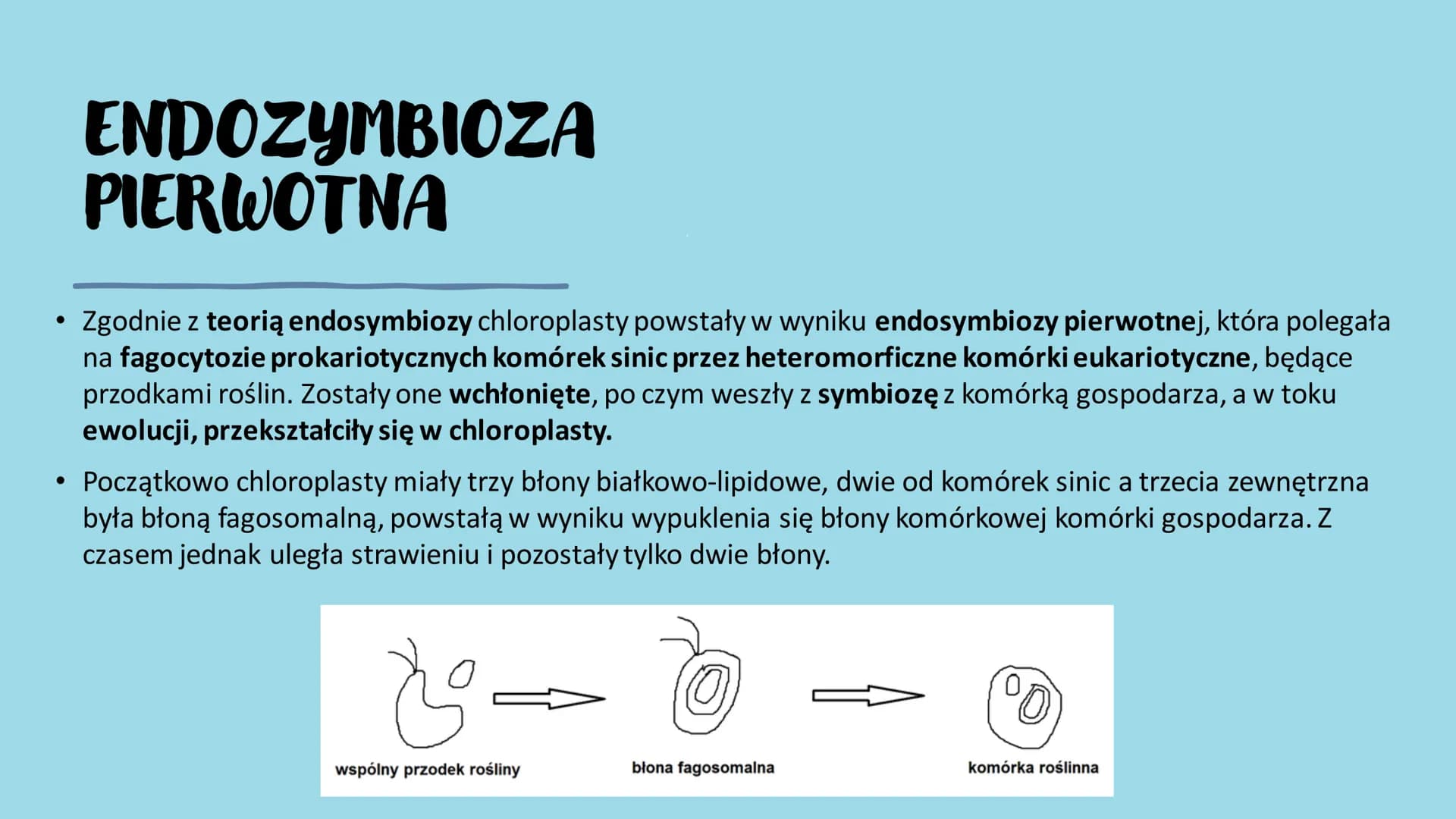ROŚLINY PIERWOTNIE
WODNE
RÓŻNORODNOŚĆ ROŚLIN WSTĘP- GŁÓWNE INFORMACJE
Występują w środowisku wodnym – zbiornikach wody słodkiej i słonej, lu