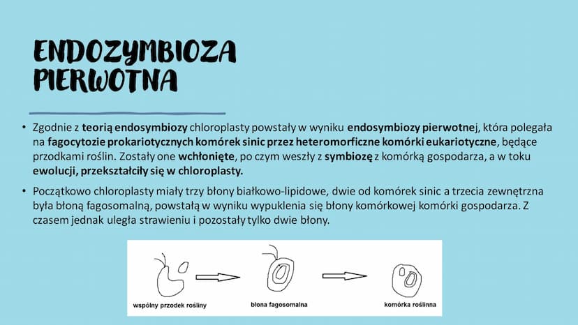 ROŚLINY PIERWOTNIE
WODNE
RÓŻNORODNOŚĆ ROŚLIN WSTĘP- GŁÓWNE INFORMACJE
Występują w środowisku wodnym – zbiornikach wody słodkiej i słonej, lu