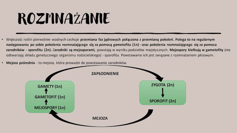 ROŚLINY PIERWOTNIE
WODNE
RÓŻNORODNOŚĆ ROŚLIN WSTĘP- GŁÓWNE INFORMACJE
Występują w środowisku wodnym – zbiornikach wody słodkiej i słonej, lu