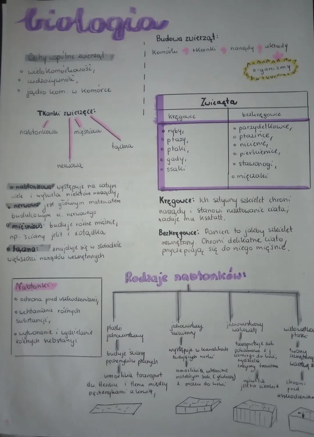 biologia
Cechy wspoline zwierząt
wielokomorkowość,
und20żywność,
jądro kom. w komórce
O
O
O
D
Tkanki zwierzęce:
V
mięśniowa
nabtonkowa
nerwo