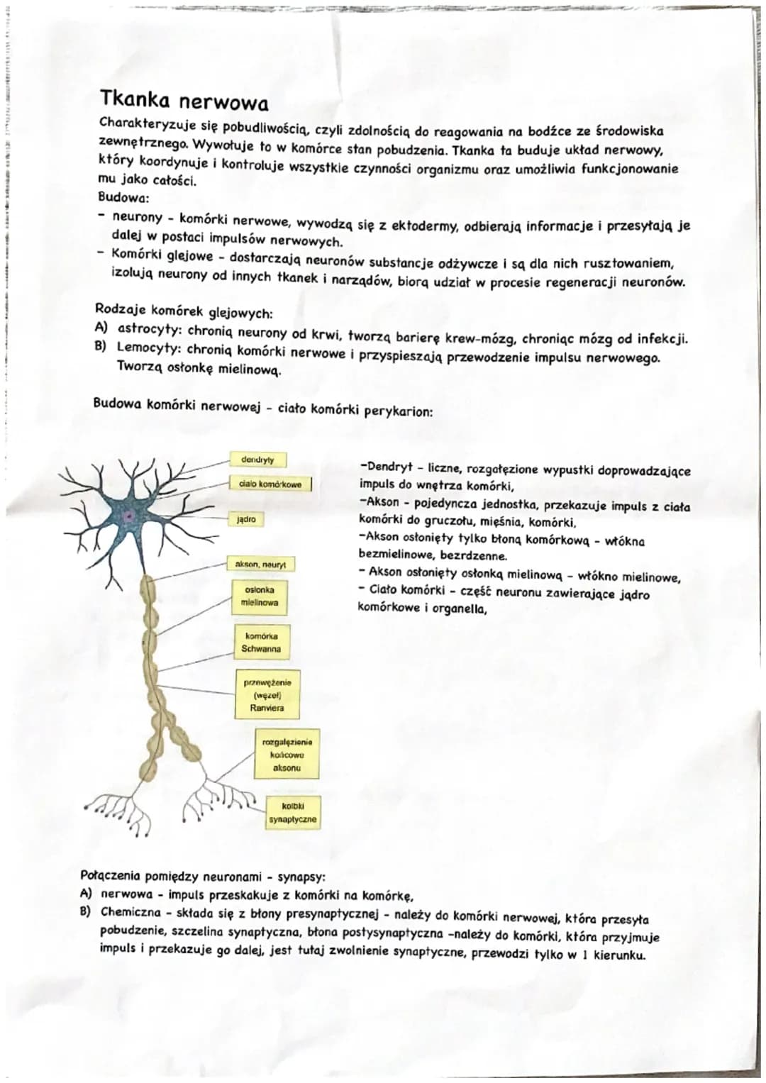 Tkanka nerwowa
Charakteryzuje się pobudliwością, czyli zdolnością do reagowania na bodźce ze środowiska
zewnętrznego. Wywołuje to w komórce 