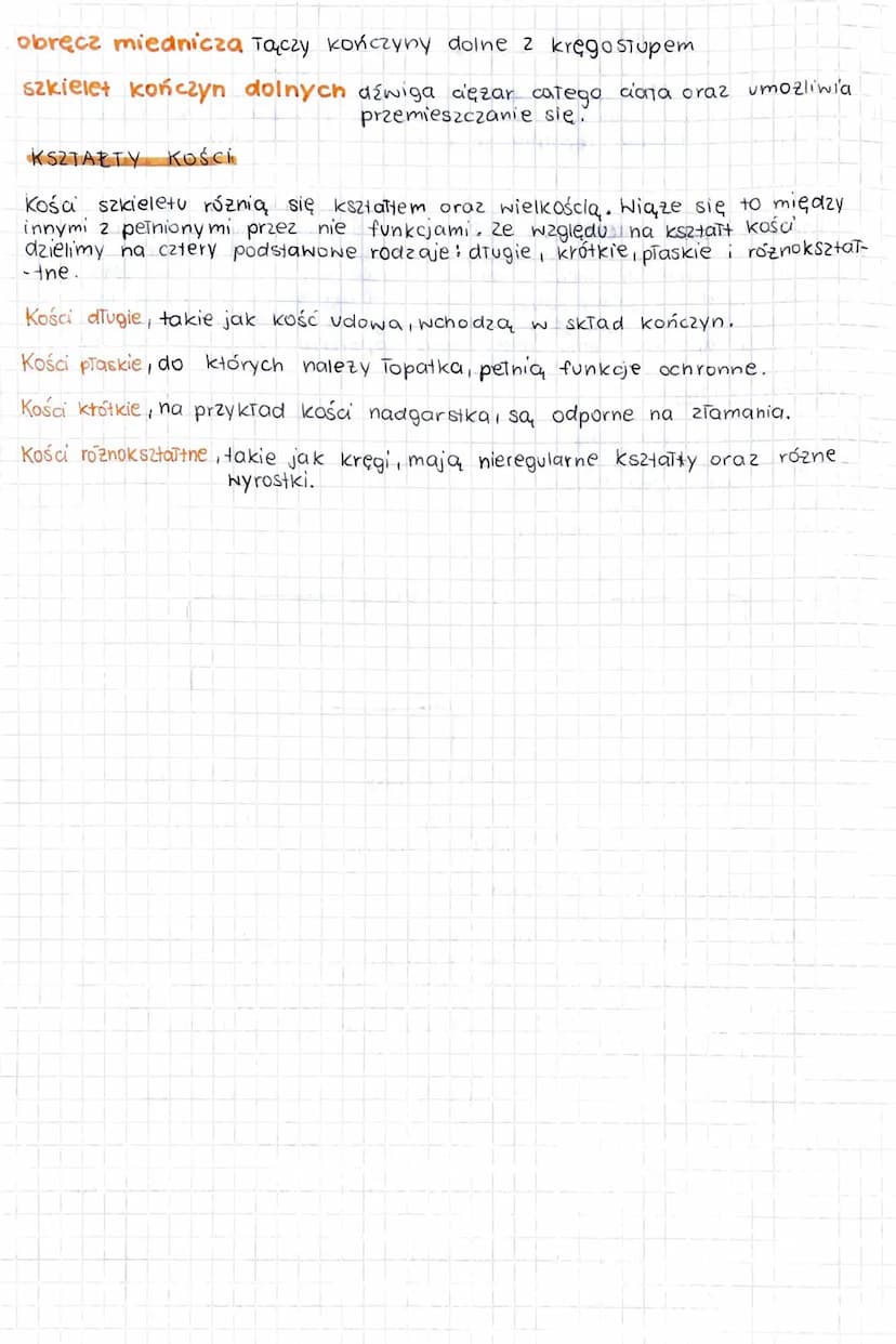 APARAT RUCHU. BUDOWA SZKIELETU.
Kręgowce
do których nalezy człowiek, mogą się poruszać dzięki temu,
ze ich uktad szkieletowy Współpracuje z 