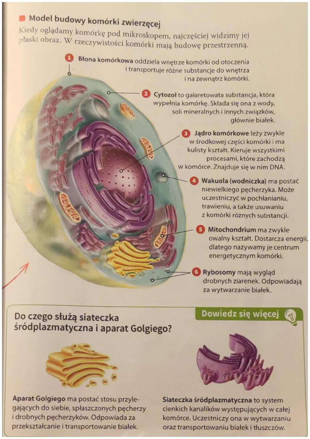 Model budowy komórki zwierzęcej
Kiedy oglądamy komórkę pod mikroskopem, najczęściej widzimy jej
płaski obraz. W rzeczywistości komórki mają 