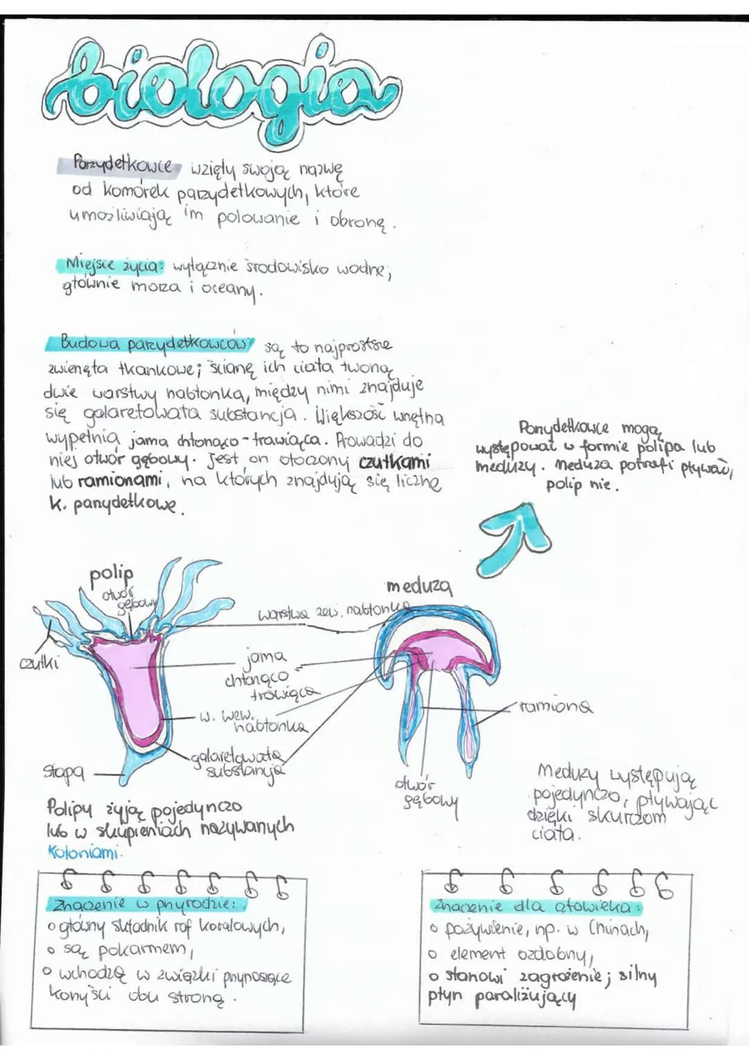 biologia
Parzydetkowce wzięly swoją nazwę
od komorek parzydełkowych, ktore
umożliwiają im polowanie i obronę.
Miejsce życia: wyłącznie środo