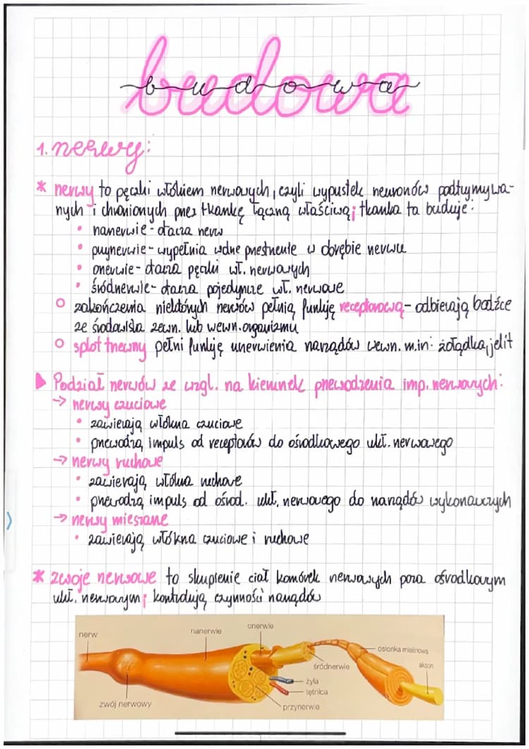 Know Obwodowy układ nerwowy  thumbnail