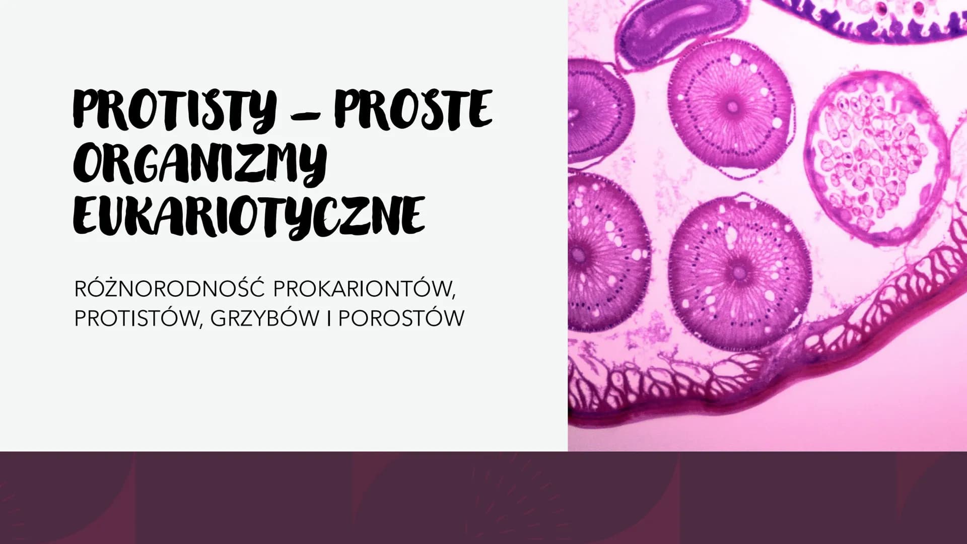 PROTISTY – PROSTE
ORGANIZMY
EUKARIOTYCZNE
RÓŻNORODNOŚĆ PROKARIONTÓW,
PROTISTÓW, GRZYBÓW I POROSTÓW CO TO PROTISTY?
●
Jest taksonem parafilet