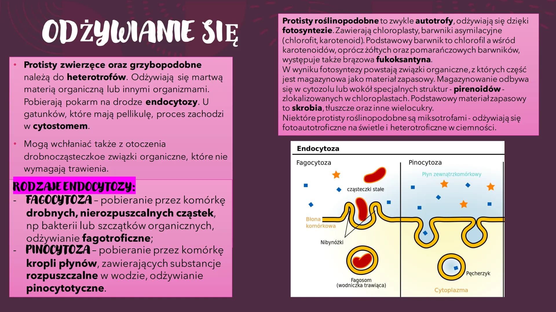 PROTISTY – PROSTE
ORGANIZMY
EUKARIOTYCZNE
RÓŻNORODNOŚĆ PROKARIONTÓW,
PROTISTÓW, GRZYBÓW I POROSTÓW CO TO PROTISTY?
●
Jest taksonem parafilet