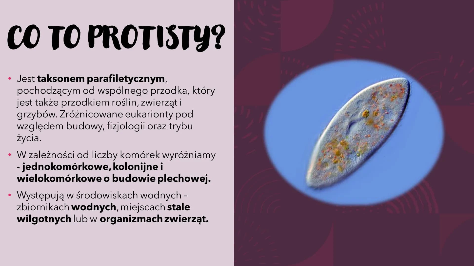 PROTISTY – PROSTE
ORGANIZMY
EUKARIOTYCZNE
RÓŻNORODNOŚĆ PROKARIONTÓW,
PROTISTÓW, GRZYBÓW I POROSTÓW CO TO PROTISTY?
●
Jest taksonem parafilet