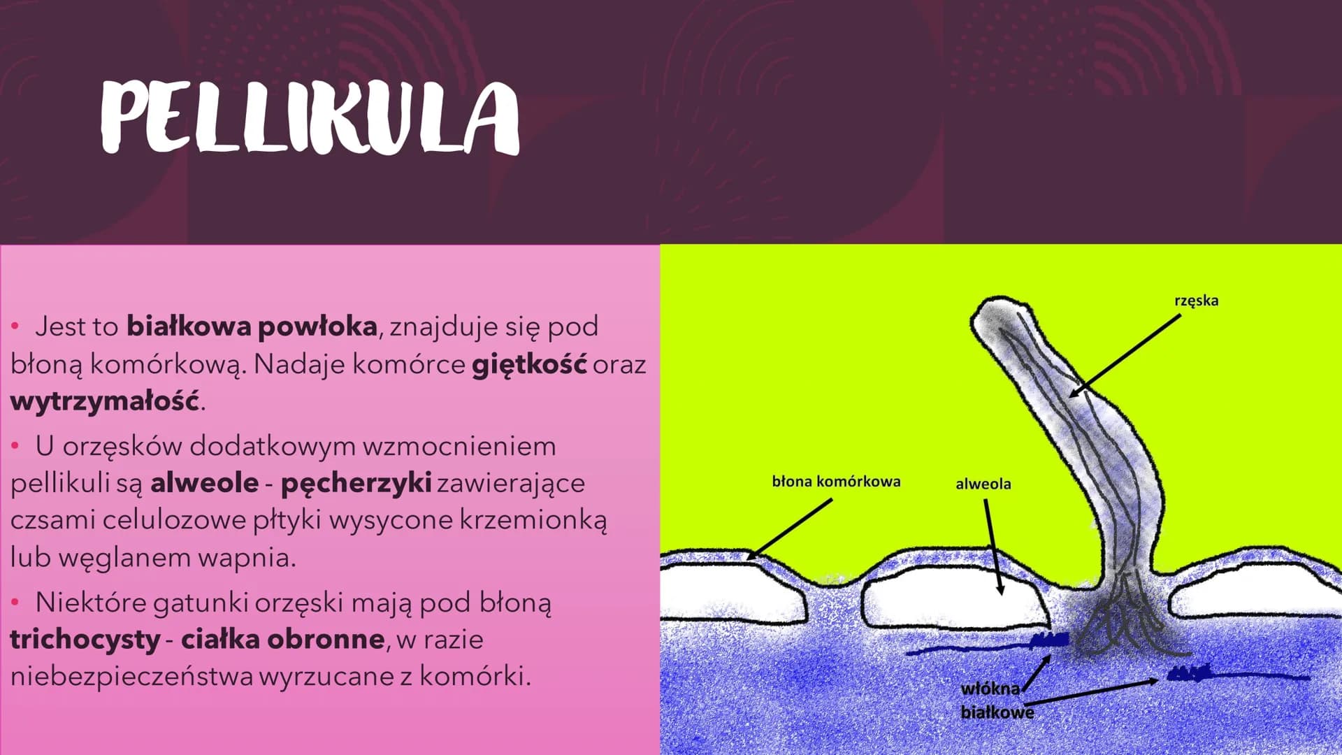 PROTISTY – PROSTE
ORGANIZMY
EUKARIOTYCZNE
RÓŻNORODNOŚĆ PROKARIONTÓW,
PROTISTÓW, GRZYBÓW I POROSTÓW CO TO PROTISTY?
●
Jest taksonem parafilet