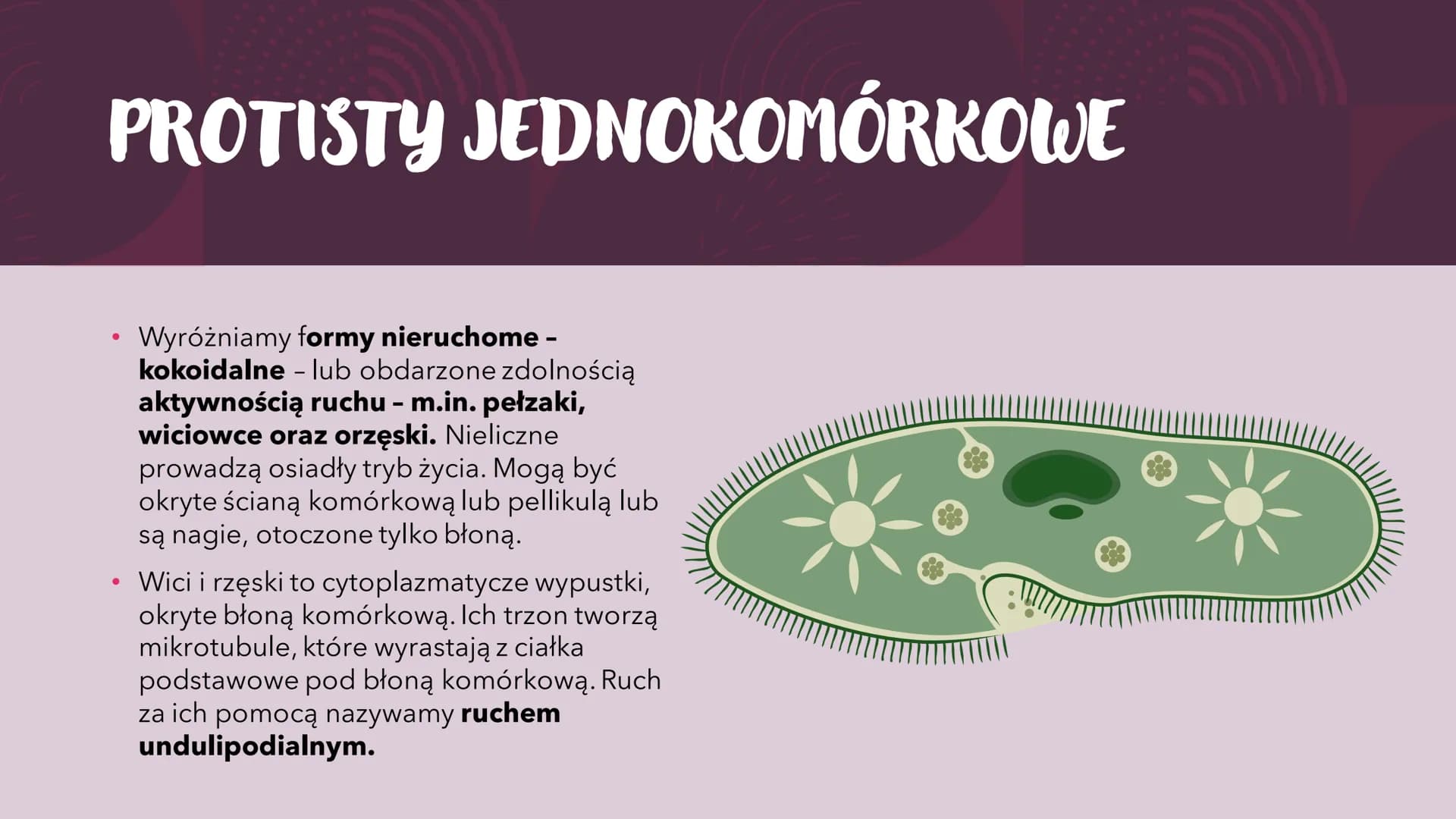 PROTISTY – PROSTE
ORGANIZMY
EUKARIOTYCZNE
RÓŻNORODNOŚĆ PROKARIONTÓW,
PROTISTÓW, GRZYBÓW I POROSTÓW CO TO PROTISTY?
●
Jest taksonem parafilet