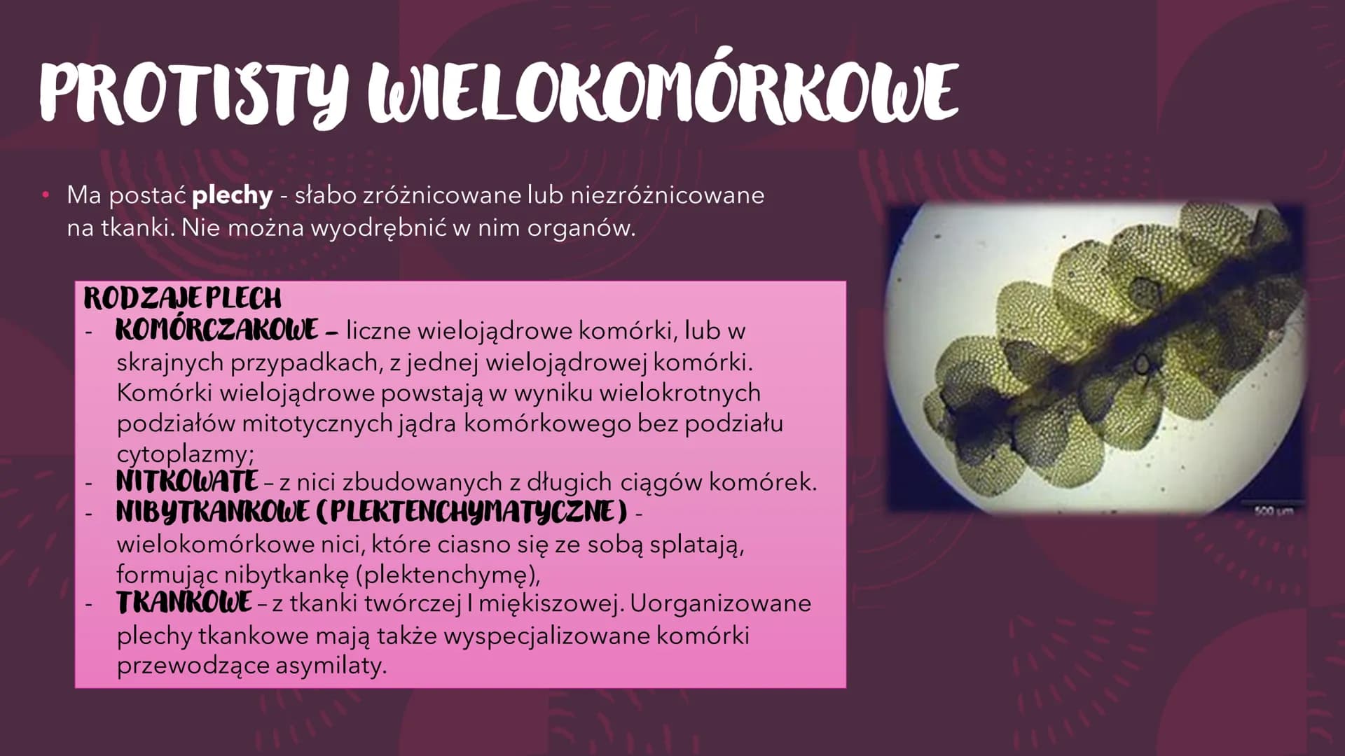 PROTISTY – PROSTE
ORGANIZMY
EUKARIOTYCZNE
RÓŻNORODNOŚĆ PROKARIONTÓW,
PROTISTÓW, GRZYBÓW I POROSTÓW CO TO PROTISTY?
●
Jest taksonem parafilet