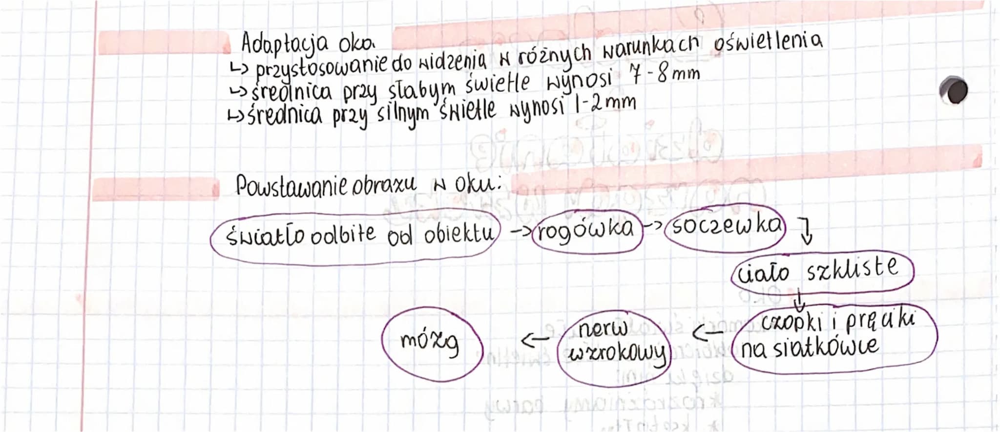 Budowa
pinsliste
Sieduse you
око
działanie
navzgdı Wzroku
1950S
aliy madala MCK MO
waponst illside ba hollo aban
Lokomorki świattoczułe
out 