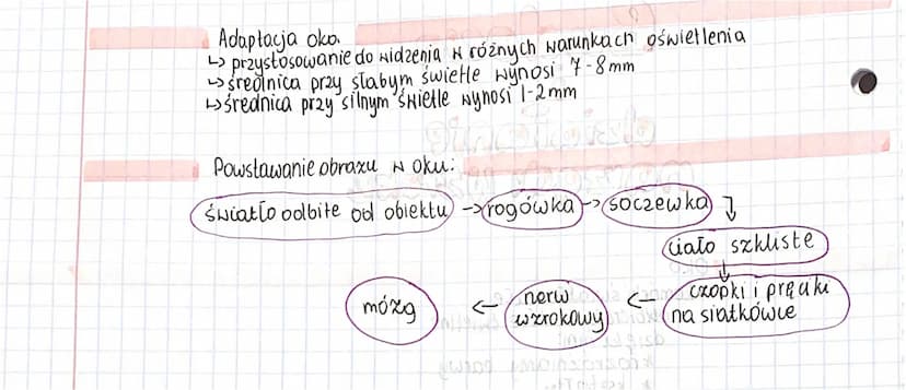 Budowa
pinsliste
Sieduse you
око
działanie
navzgdı Wzroku
1950S
aliy madala MCK MO
waponst illside ba hollo aban
Lokomorki świattoczułe
out 