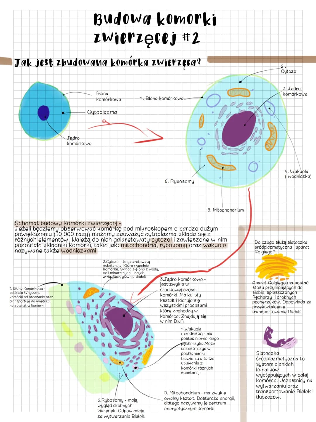 Budowa komorki
zwierzęcej #2
Jak jest zbudowana komórka zwierzęca?
1. Błona Komórkowa -
oddziela Wnętrzne
komórki od otoczenia oraz
transpor