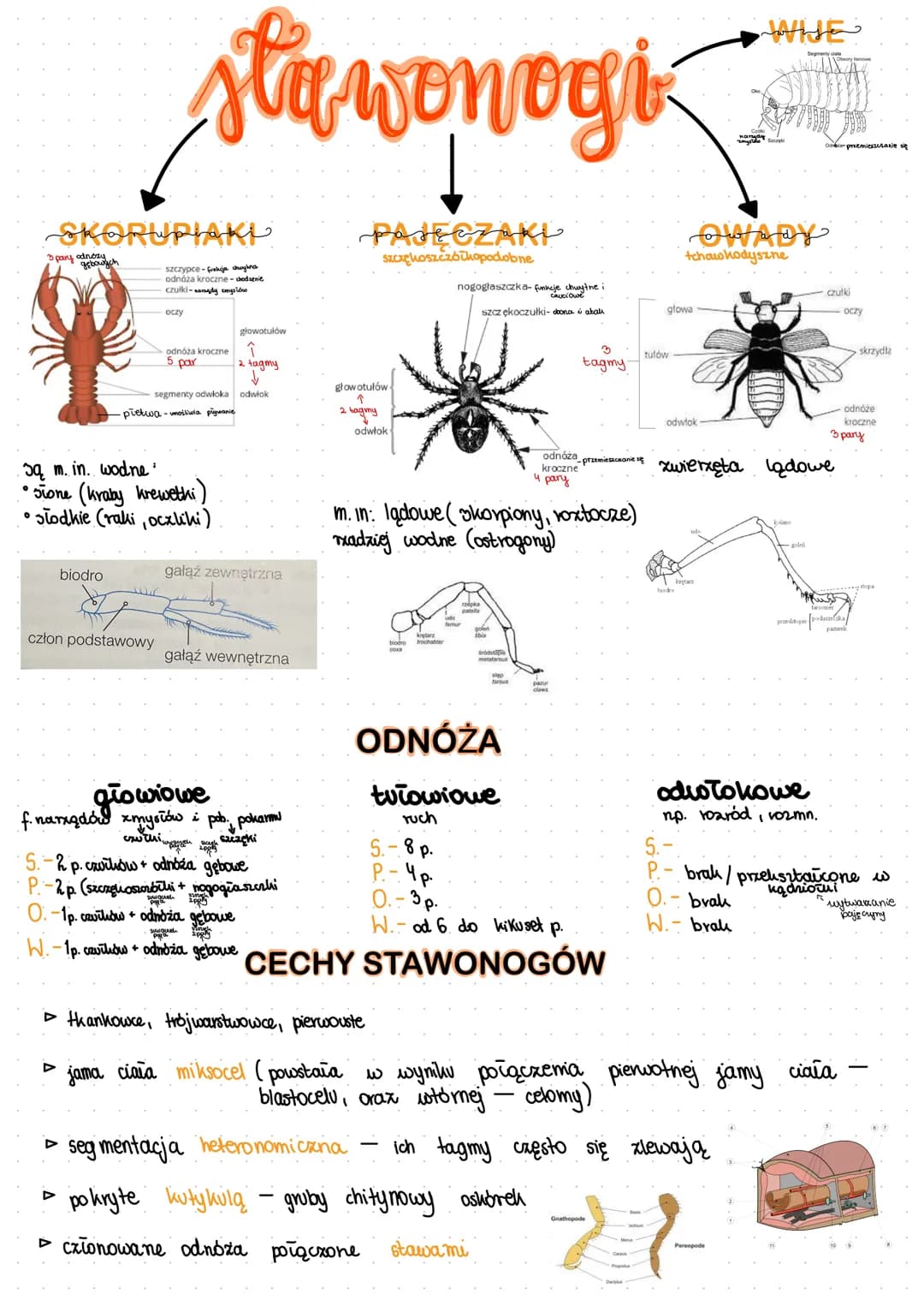 O
SKORUPIAki
szczypce-funkcja chuylina
odnóża kroczne dodanie
czułki-sandy mysides
3 pary odnozy
gebowych
biodro
stawonogi
oczy
głowotułów
î