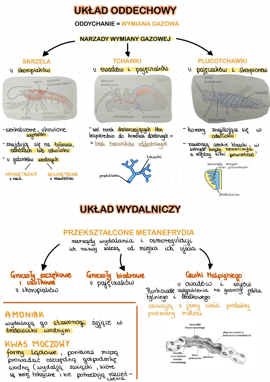 O
SKORUPIAki
szczypce-funkcja chuylina
odnóża kroczne dodanie
czułki-sandy mysides
3 pary odnozy
gebowych
biodro
stawonogi
oczy
głowotułów
î