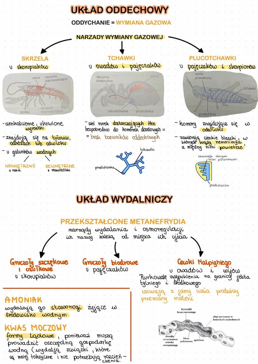 O
SKORUPIAki
szczypce-funkcja chuylina
odnóża kroczne dodanie
czułki-sandy mysides
3 pary odnozy
gebowych
biodro
stawonogi
oczy
głowotułów
î