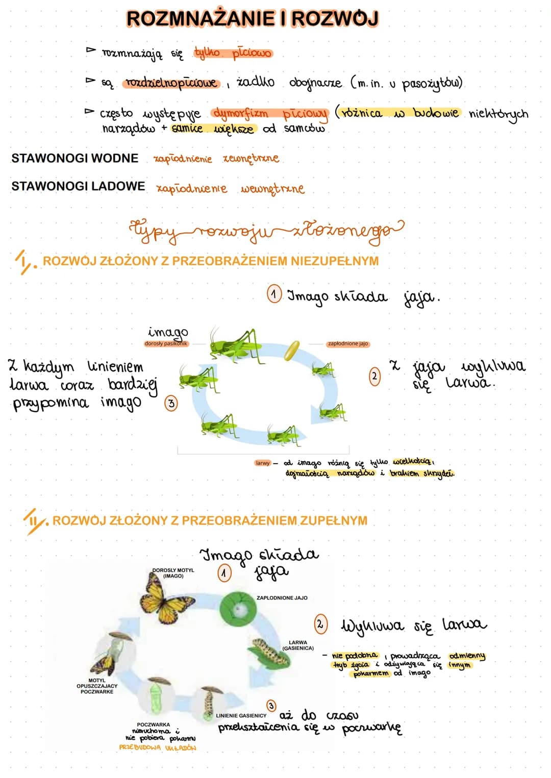 O
SKORUPIAki
szczypce-funkcja chuylina
odnóża kroczne dodanie
czułki-sandy mysides
3 pary odnozy
gebowych
biodro
stawonogi
oczy
głowotułów
î