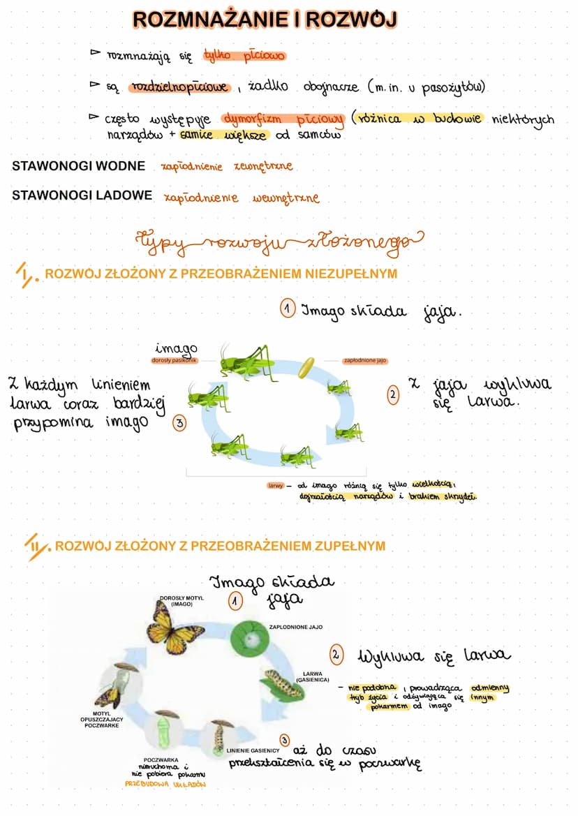 O
SKORUPIAki
szczypce-funkcja chuylina
odnóża kroczne dodanie
czułki-sandy mysides
3 pary odnozy
gebowych
biodro
stawonogi
oczy
głowotułów
î
