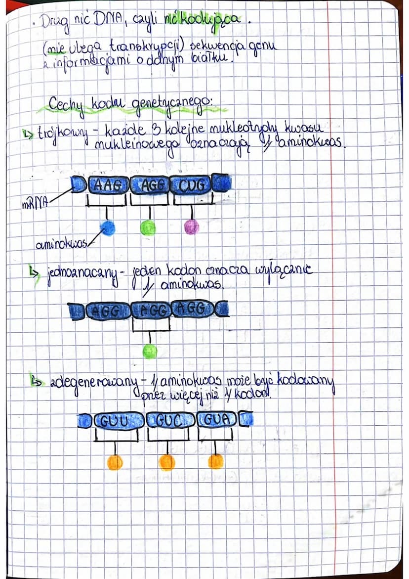 <h2 id="geneticcode">Genetic Code</h2>
<p>The genetic code is the way of encoding information about the structure of proteins in DNA. Each c