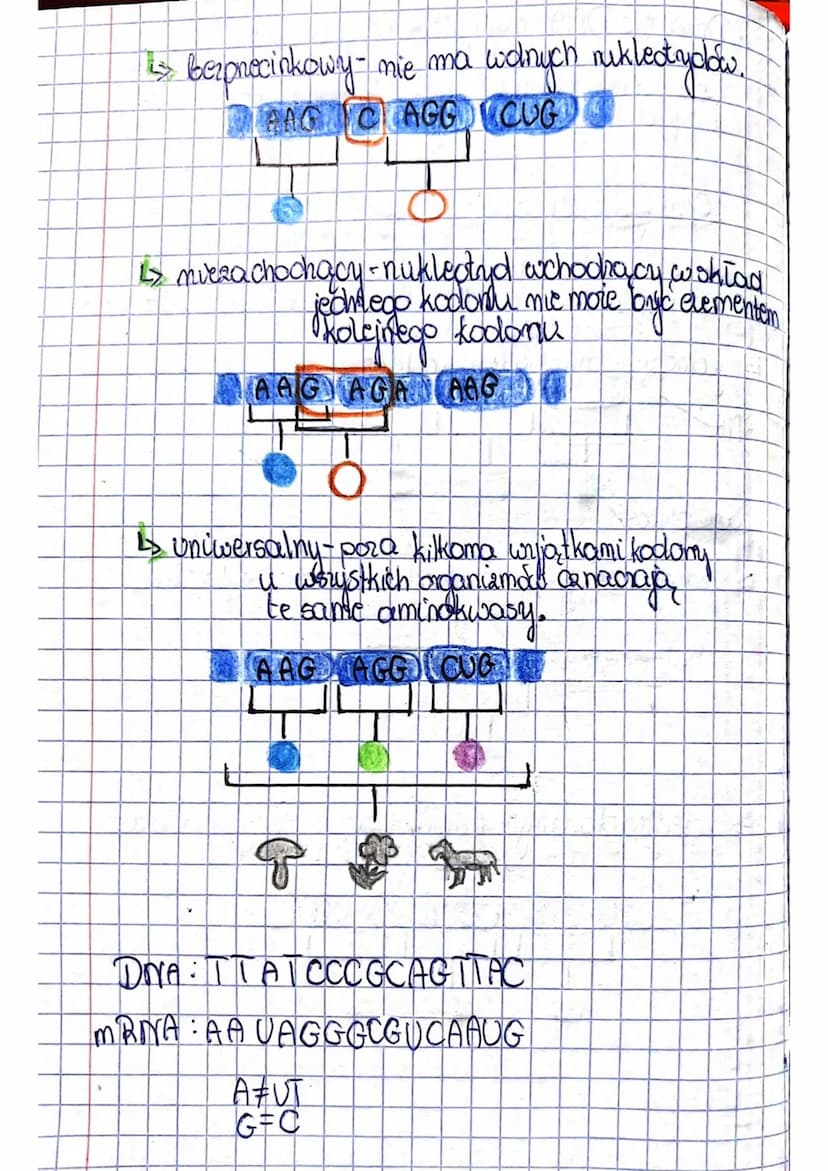<h2 id="geneticcode">Genetic Code</h2>
<p>The genetic code is the way of encoding information about the structure of proteins in DNA. Each c