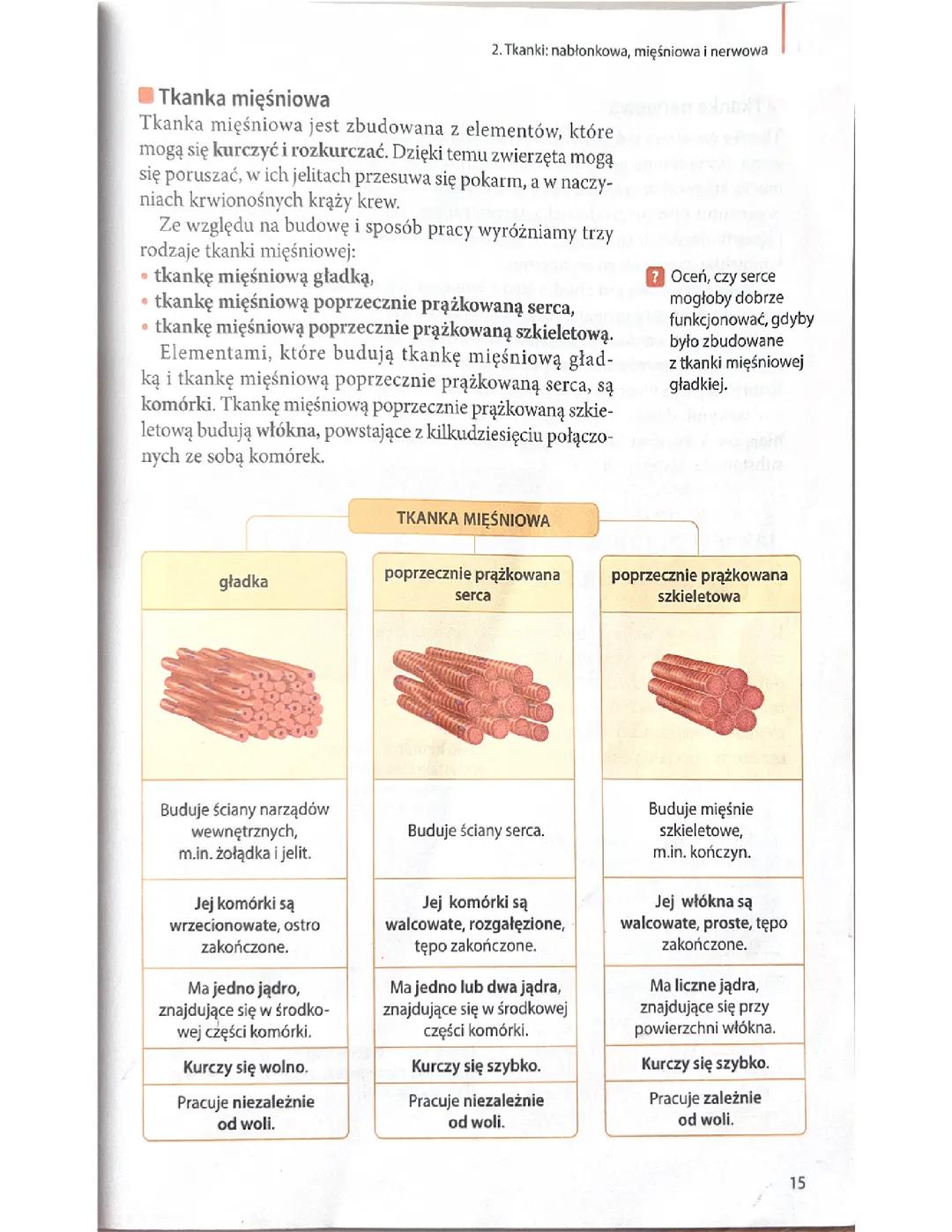 Tkanka mięśniowa – Lekcja biologii klasa 6, dział 1