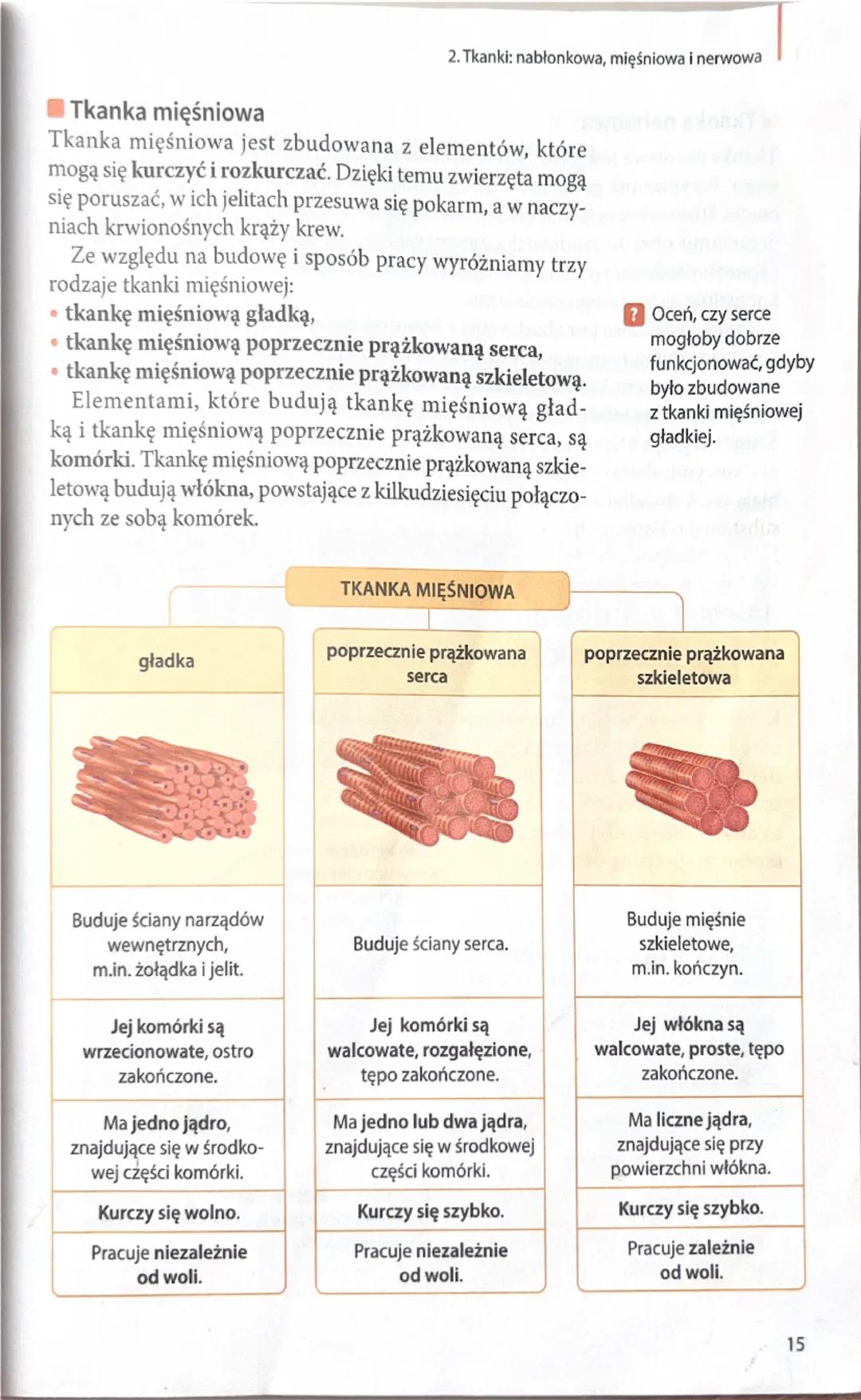 2. Tkanki: nabłonkowa, mięśniowa i nerwowa
Tkanka mięśniowa
Tkanka mięśniowa jest zbudowana z elementów, które
mogą się kurczyć i rozkurczać