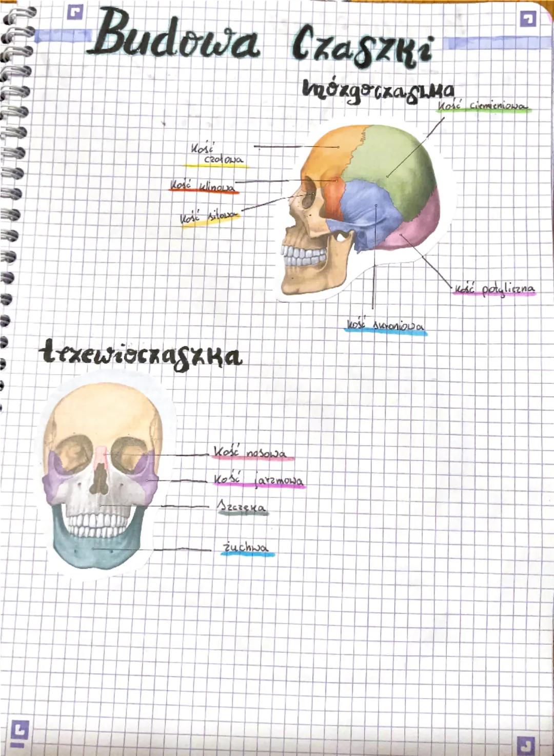 L
# Budowa Czaszki
## mózgoczaszka
Kość czołowa
Kość klinowa
Kość sitowa
Kość ciemieniowa
Kość potyliczna
Kość skroniowa
# trzewioczaszka
Ko