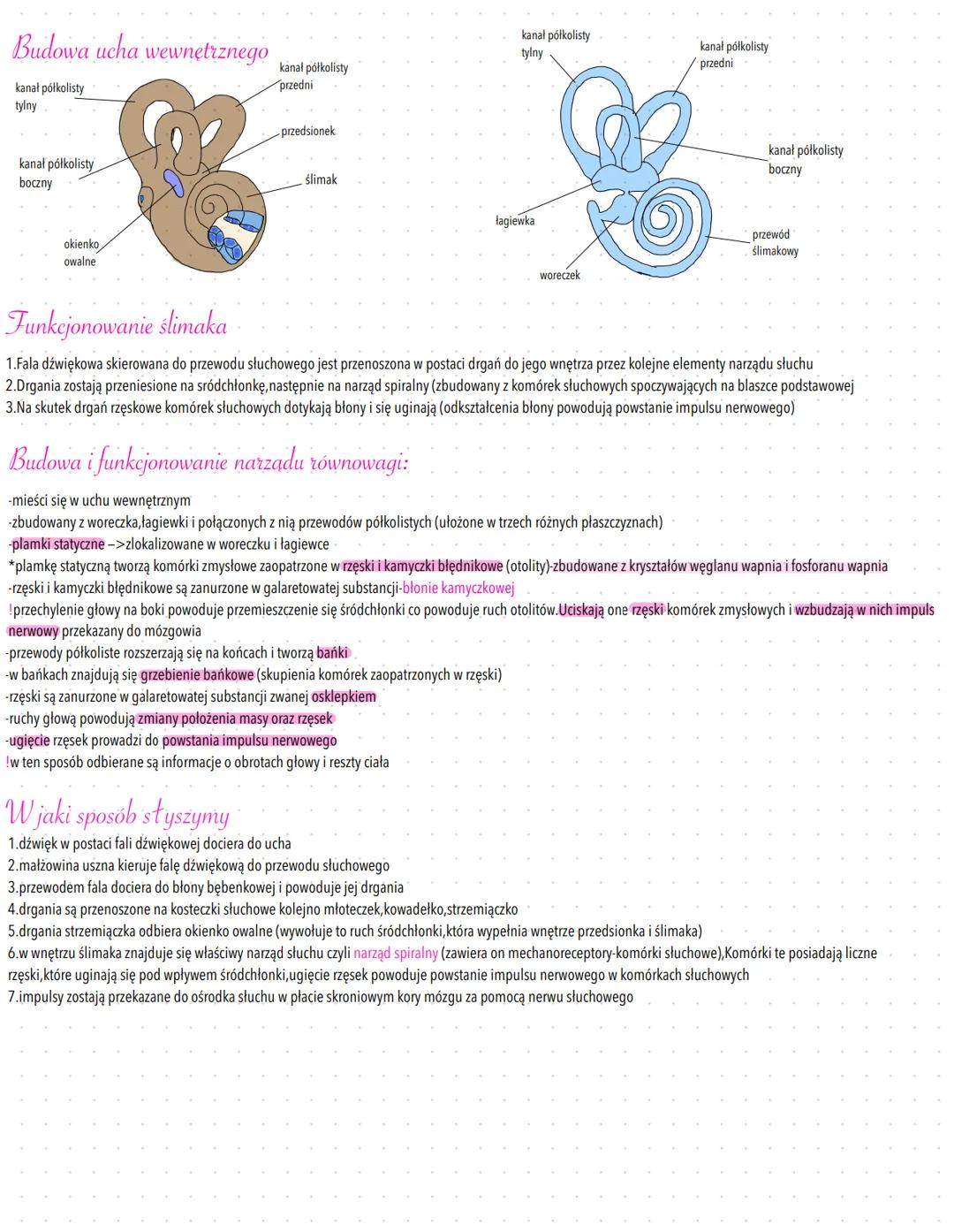 Jak wygląda i działa ucho: Budowa ucha zewnętrznego, środkowego i wewnętrznego