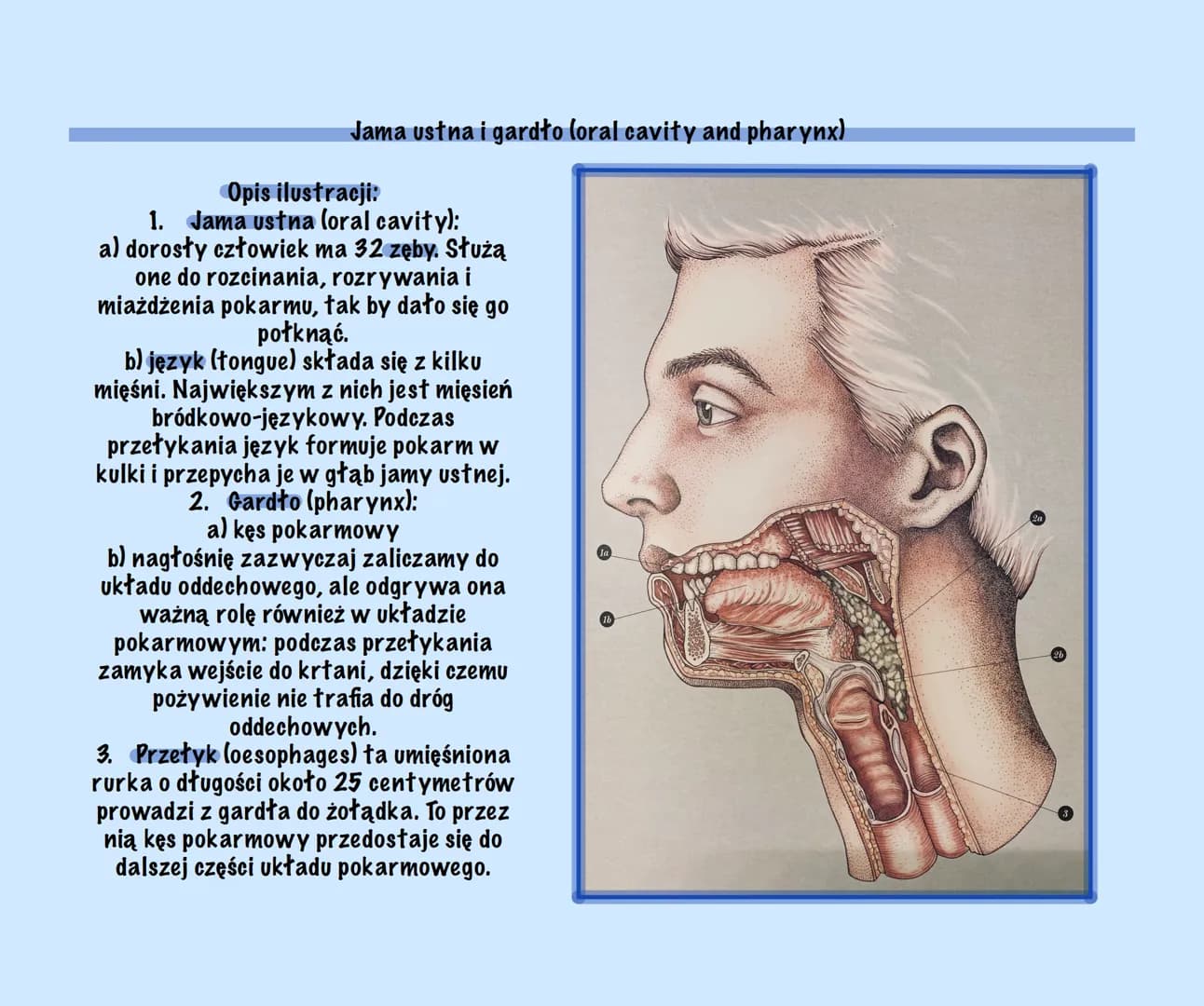 g
Uklad Pokarmowy Z Elementami
Języka Angielskiego
@Basic2115
Prezentacja Budowa układu pokarmowego (Structure of the digestive system)
Ukła