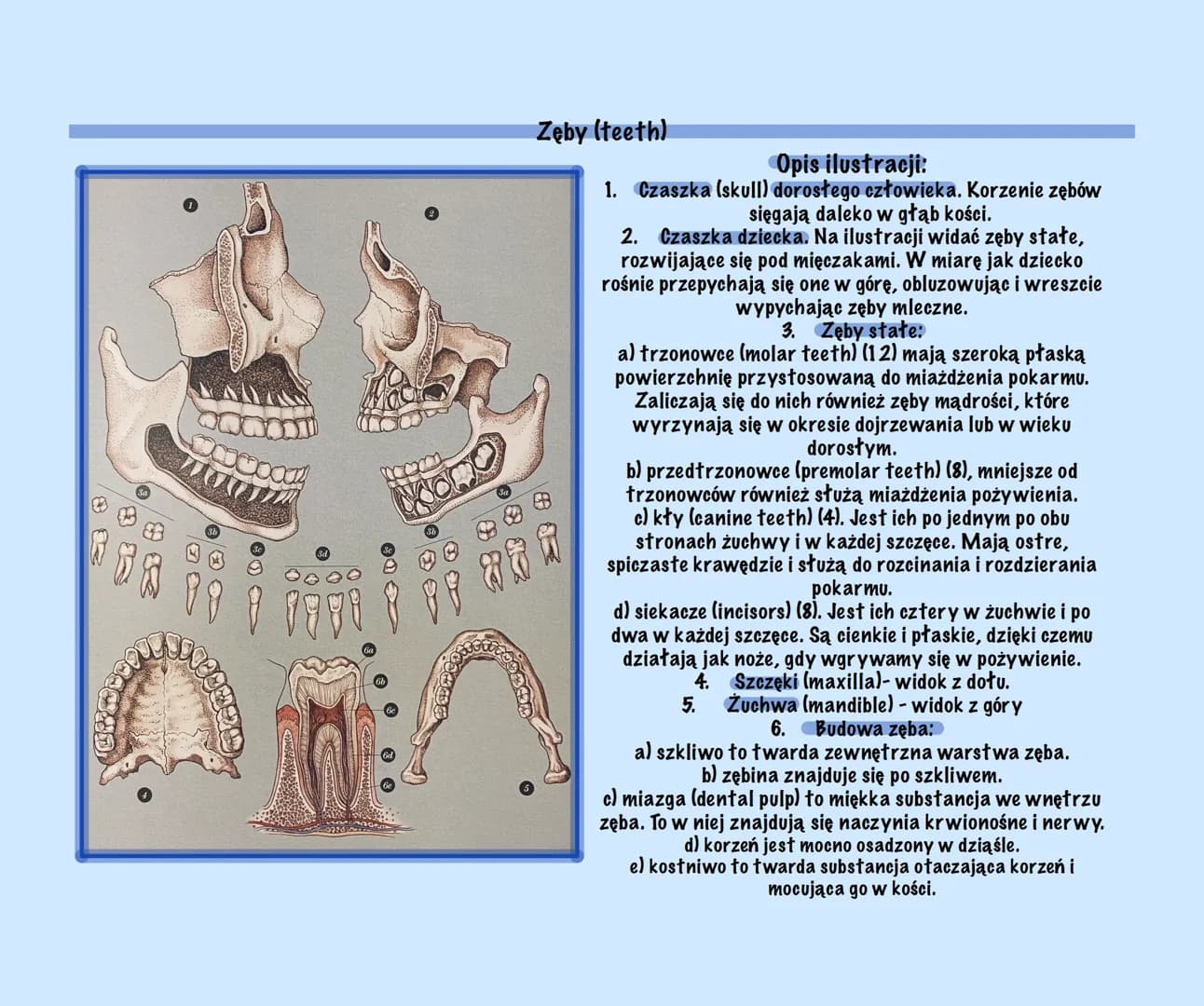 g
Uklad Pokarmowy Z Elementami
Języka Angielskiego
@Basic2115
Prezentacja Budowa układu pokarmowego (Structure of the digestive system)
Ukła