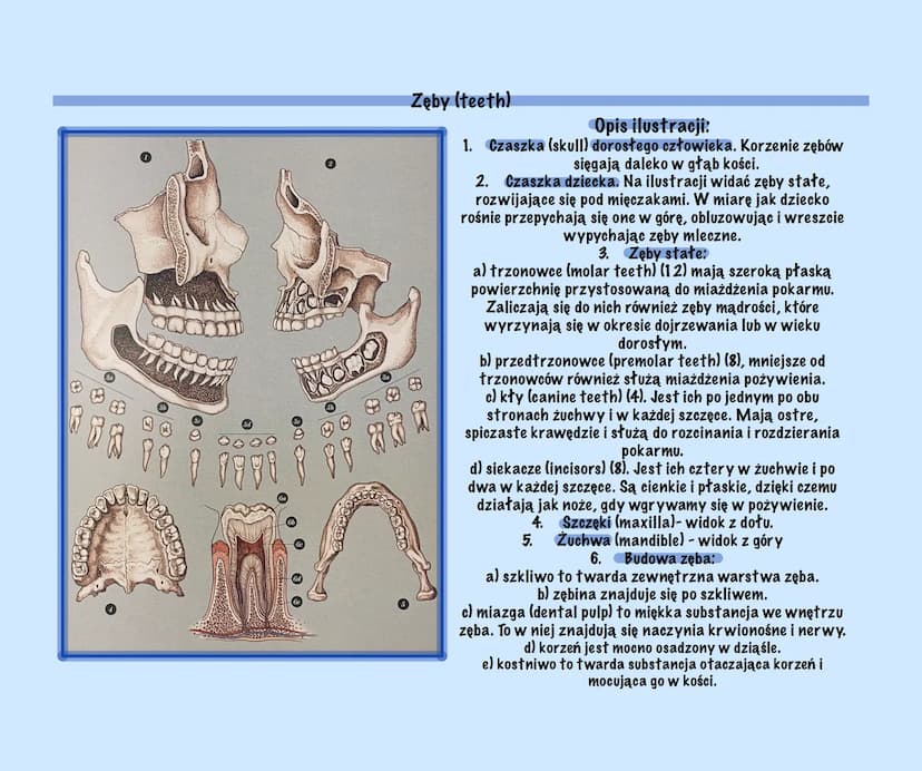 g
Uklad Pokarmowy Z Elementami
Języka Angielskiego
@Basic2115
Prezentacja Budowa układu pokarmowego (Structure of the digestive system)
Ukła