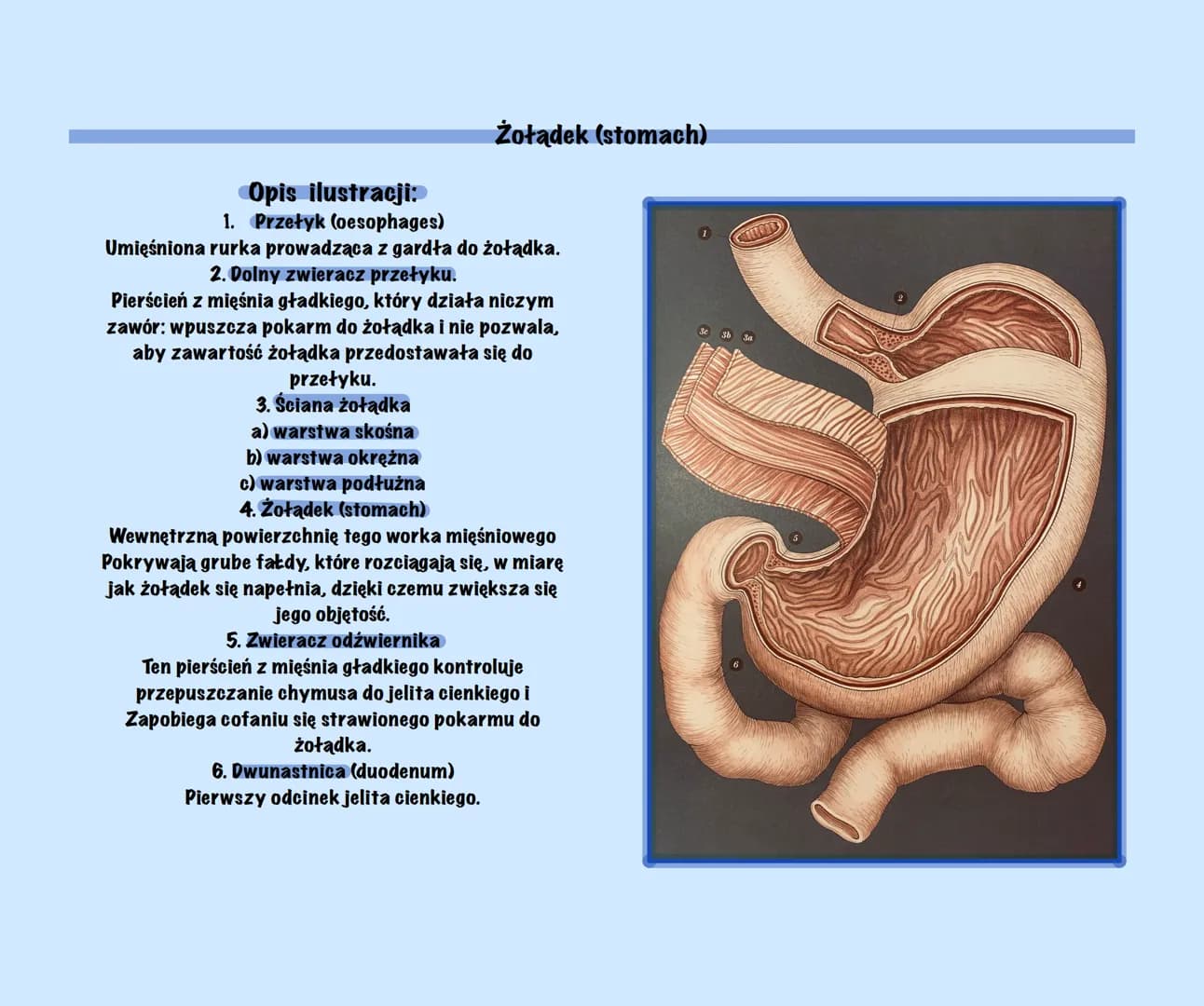 Układ pokarmowy - prezentacja po angielsku PDF dla dzieci