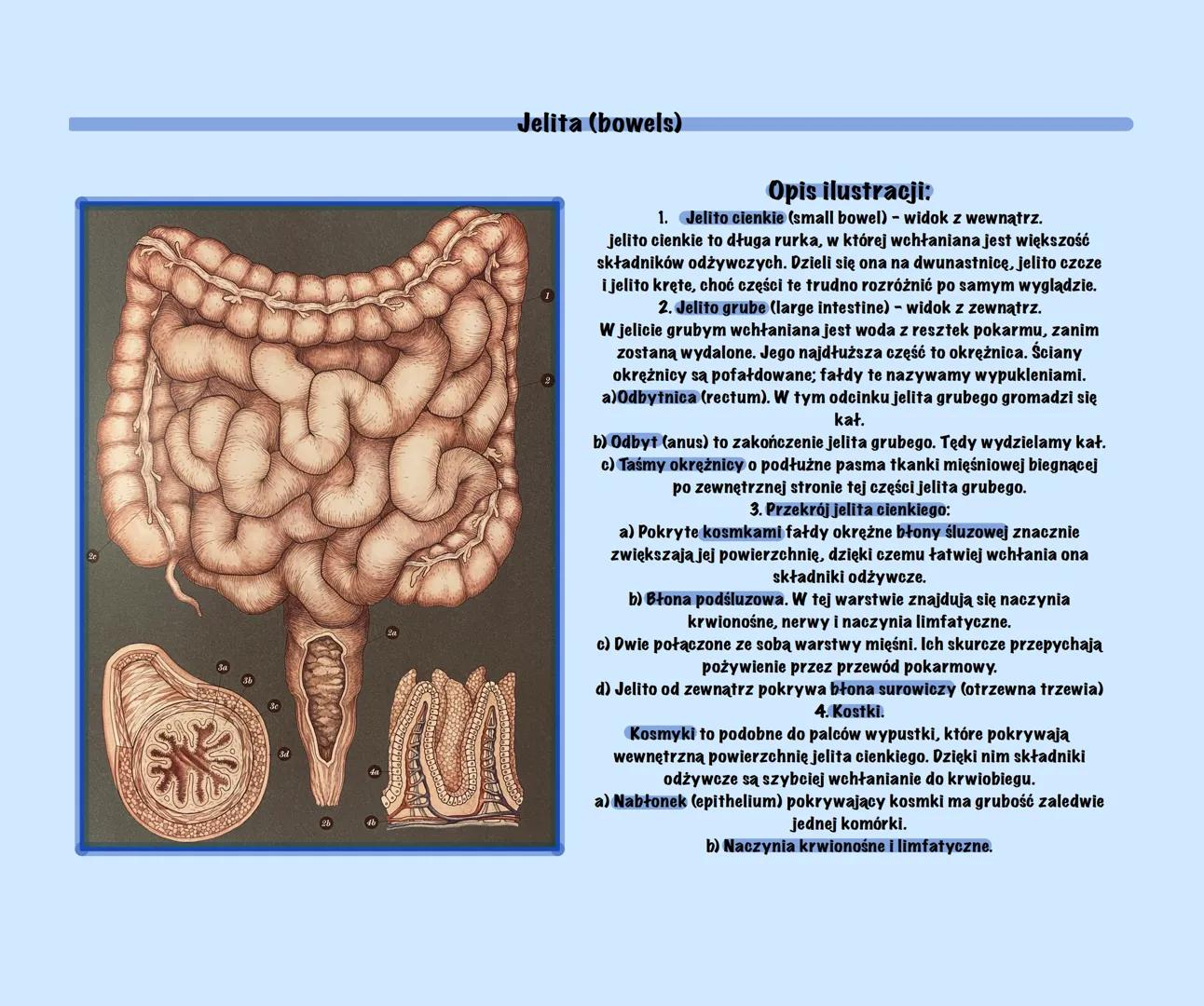 g
Uklad Pokarmowy Z Elementami
Języka Angielskiego
@Basic2115
Prezentacja Budowa układu pokarmowego (Structure of the digestive system)
Ukła