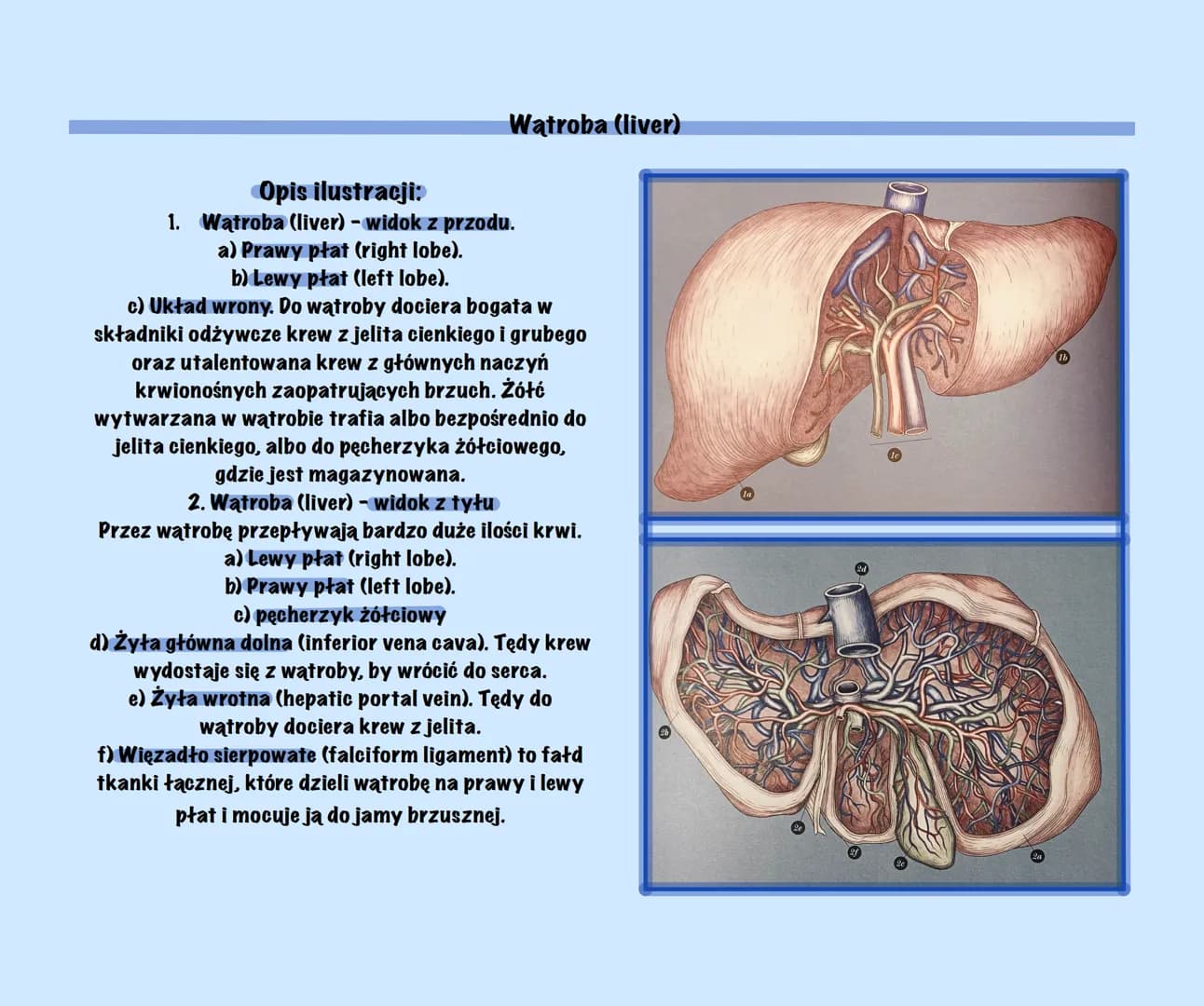 g
Uklad Pokarmowy Z Elementami
Języka Angielskiego
@Basic2115
Prezentacja Budowa układu pokarmowego (Structure of the digestive system)
Ukła